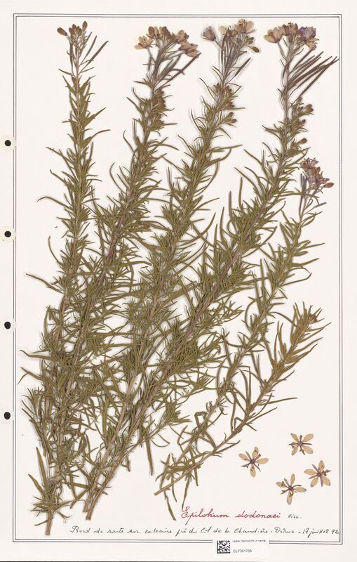 Epilobium dodonaei  (Onagraceae)