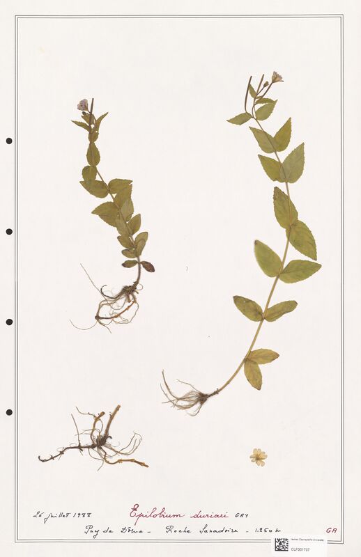 Epilobium duriaei  (Onagraceae)