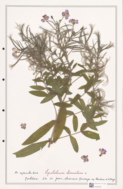 Epilobium hirsutum  (Onagraceae)