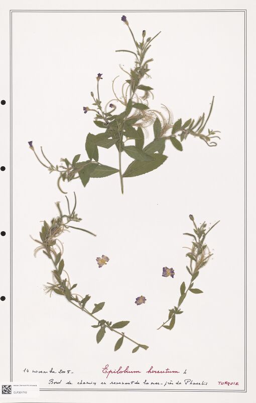 Epilobium hirsutum  (Onagraceae)