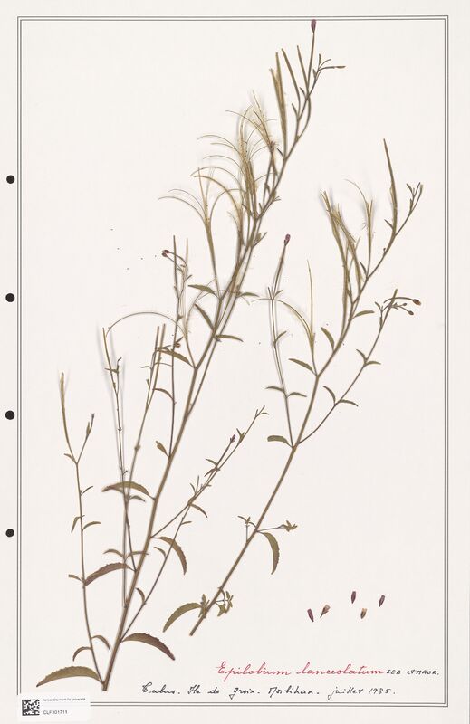 Epilobium lanceolatum  (Onagraceae)