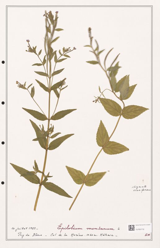 Epilobium montanum  (Onagraceae)