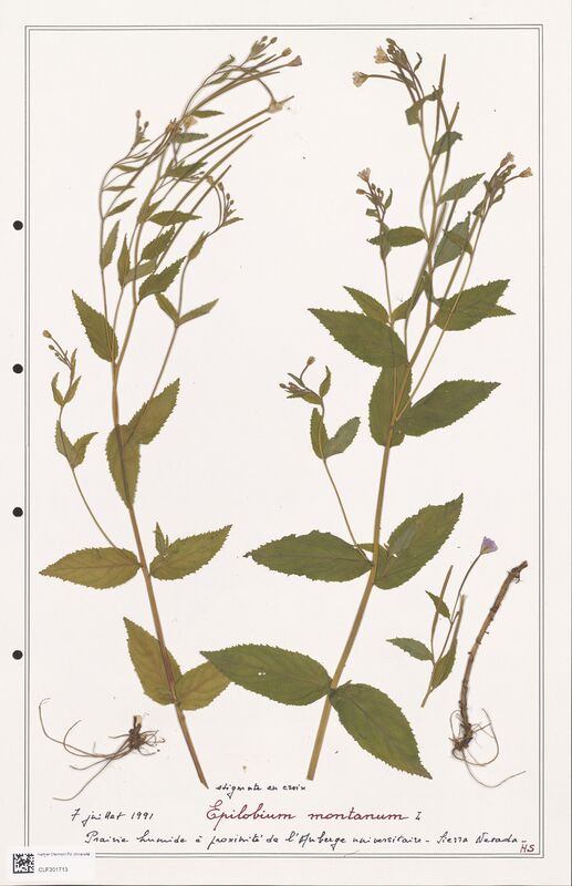 Epilobium montanum  (Onagraceae)