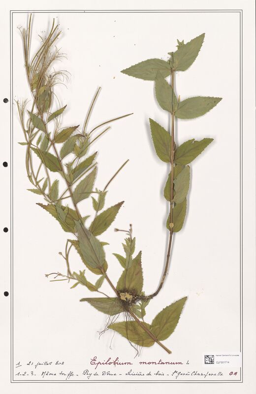 Epilobium montanum  (Onagraceae)