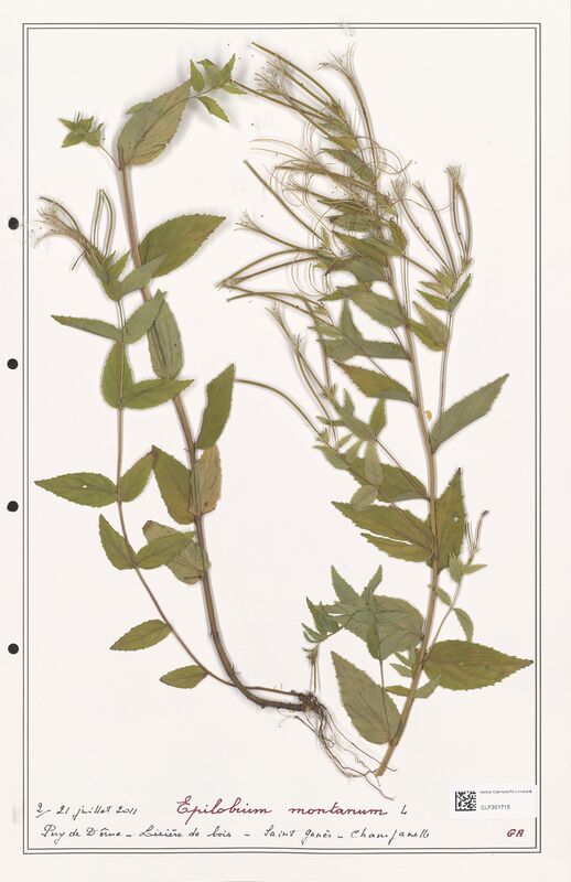 Epilobium montanum  (Onagraceae)