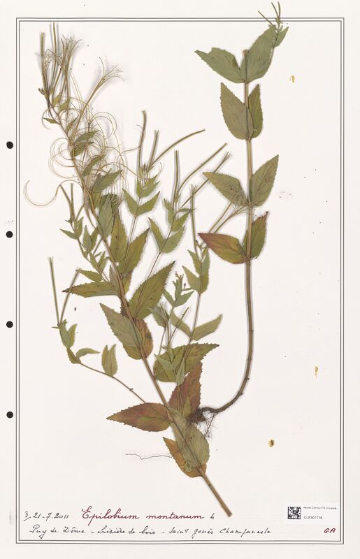 Epilobium montanum  (Onagraceae)