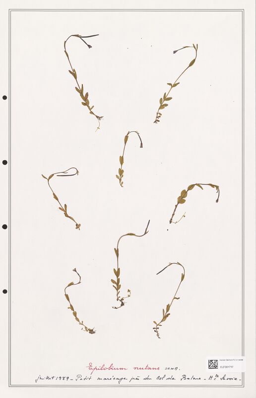 Epilobium nutans  (Onagraceae)