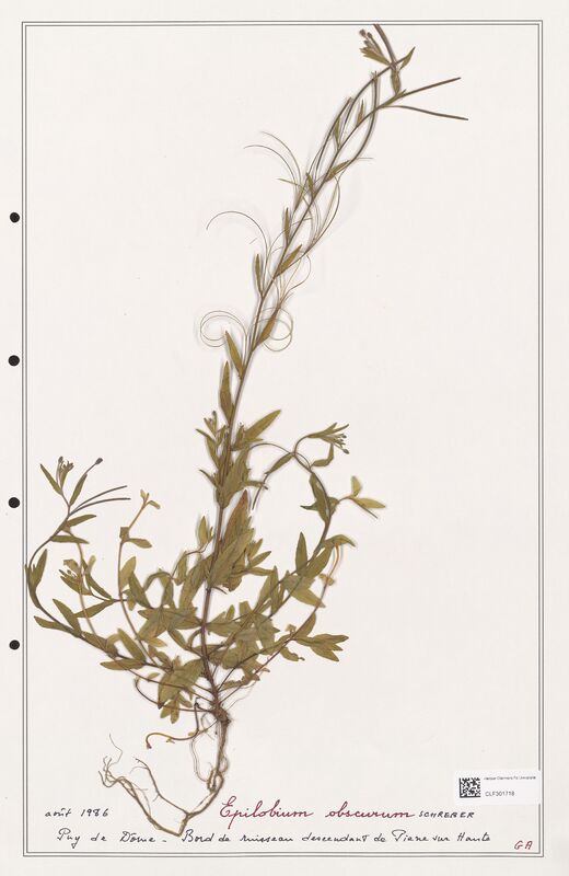 Epilobium obscurum  (Onagraceae)