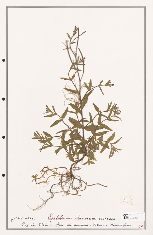 Epilobium obscurum  (Onagraceae)