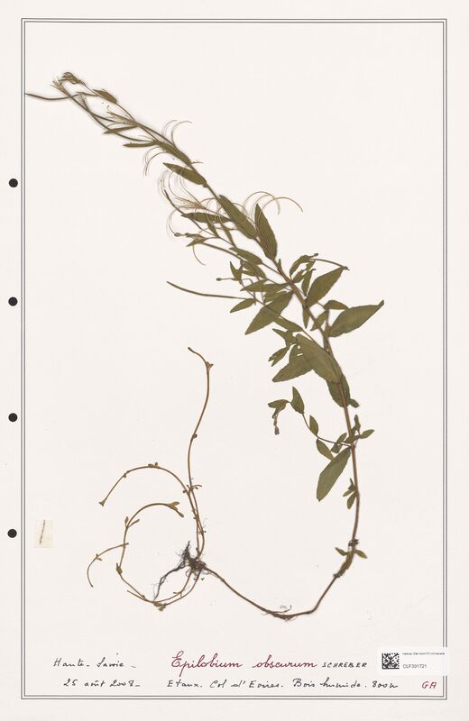 Epilobium obscurum  (Onagraceae)