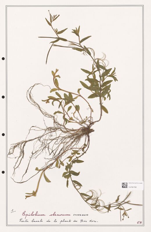 Epilobium obscurum  (Onagraceae)