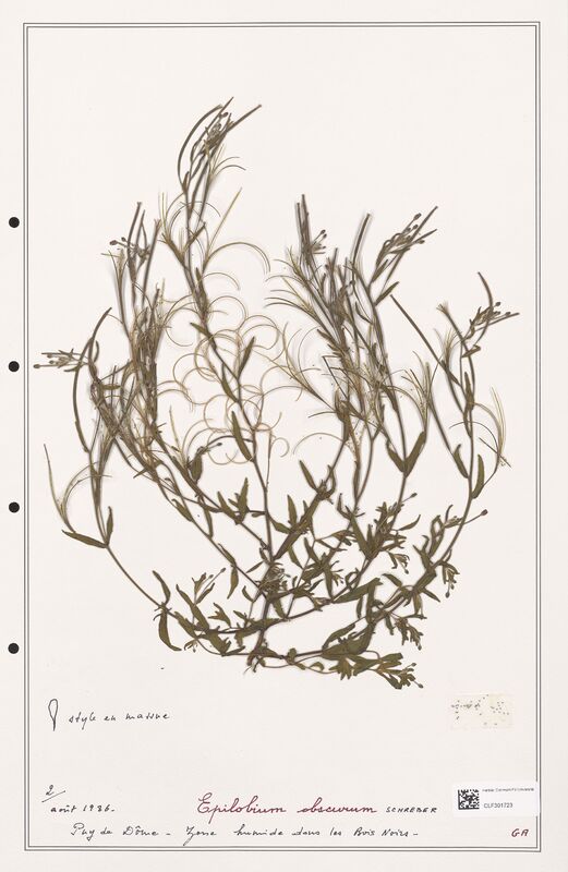 Epilobium obscurum  (Onagraceae)