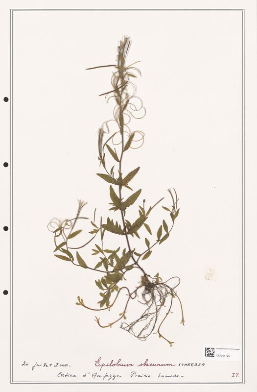 Epilobium obscurum  (Onagraceae)