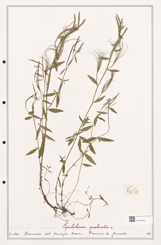 Epilobium palustre  (Onagraceae)