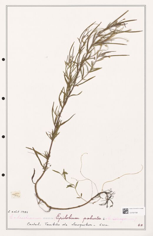 Epilobium palustre  (Onagraceae)