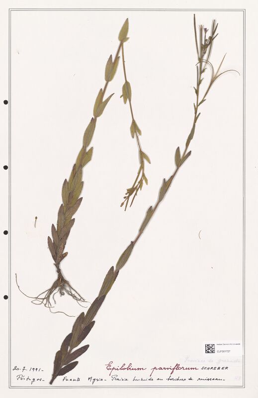 Epilobium parviflorum  (Onagraceae)