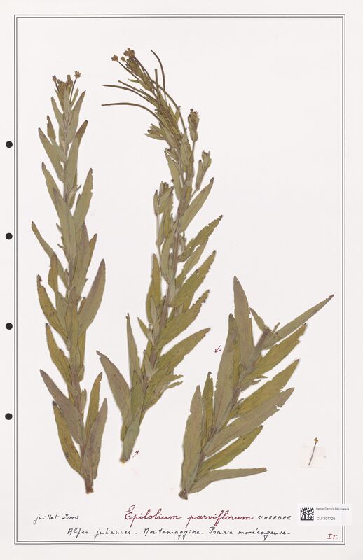 Epilobium parviflorum  (Onagraceae)