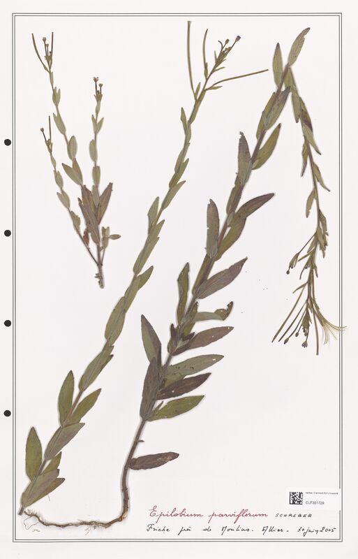 Epilobium parviflorum  (Onagraceae)