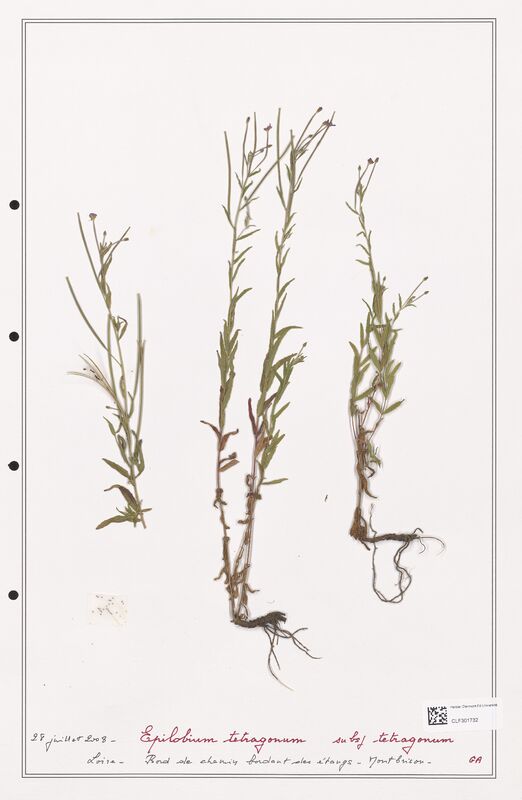 Epilobium tetragonum  (Onagraceae)