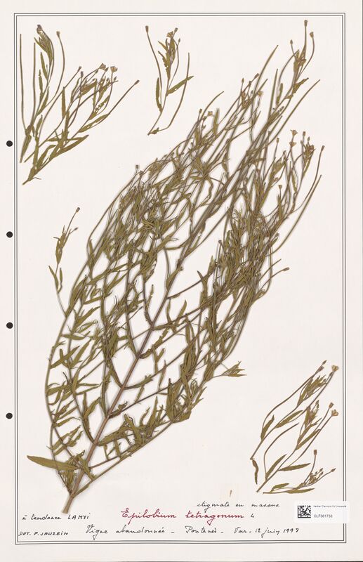 Epilobium tetragonum  (Onagraceae)