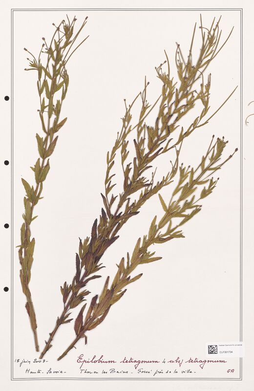 Epilobium tetragonum  (Onagraceae)