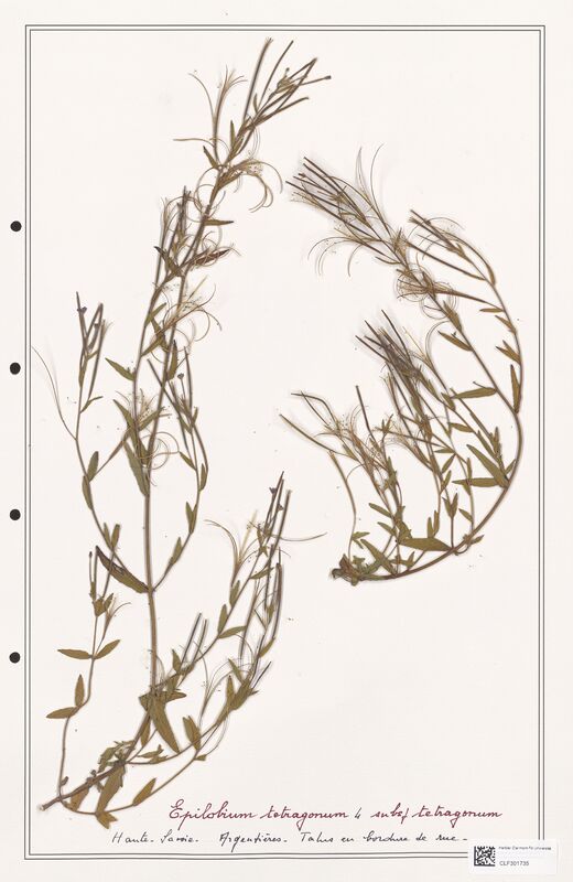 Epilobium tetragonum  (Onagraceae)