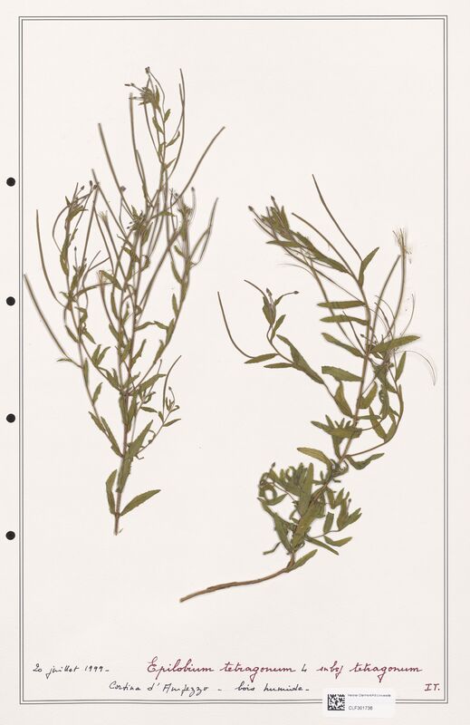 Epilobium tetragonum  (Onagraceae)