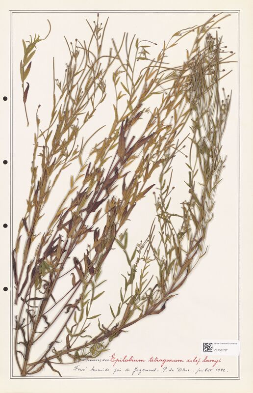 Epilobium tetragonum  (Onagraceae)