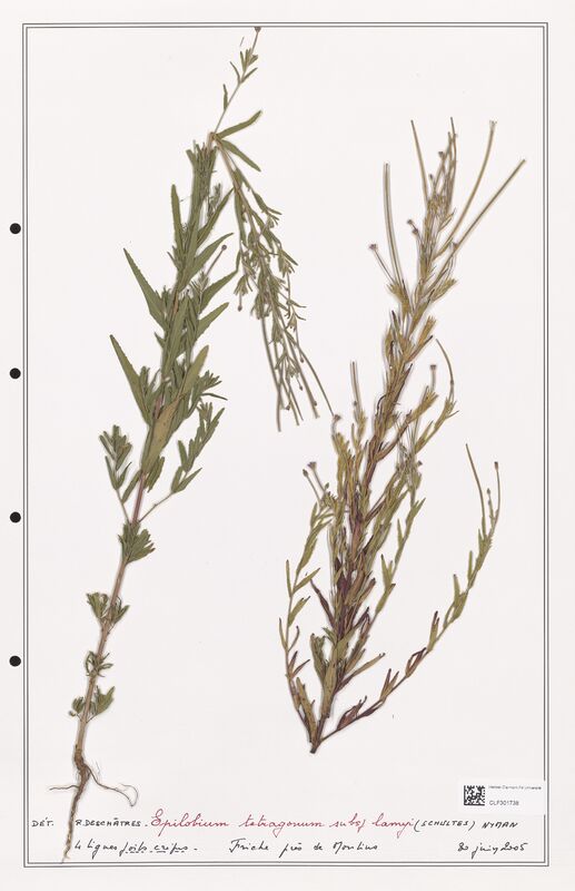 Epilobium tetragonum  (Onagraceae)