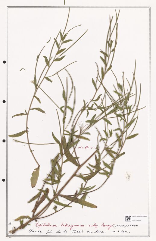 Epilobium tetragonum  (Onagraceae)