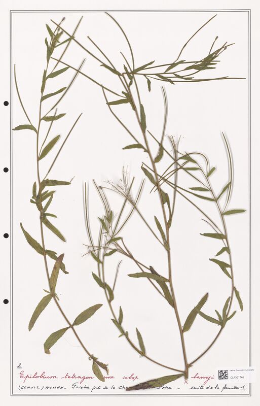 Epilobium tetragonum  (Onagraceae)