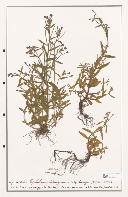 Epilobium tetragonum  (Onagraceae)