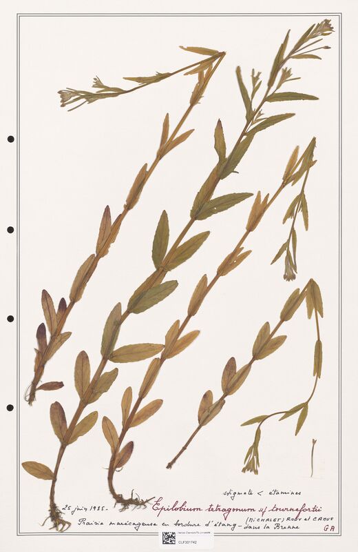 Epilobium tetragonum  (Onagraceae)