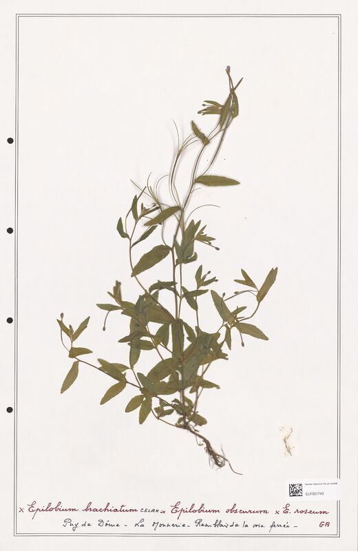 Epilobium x brachiatum  (Onagraceae)