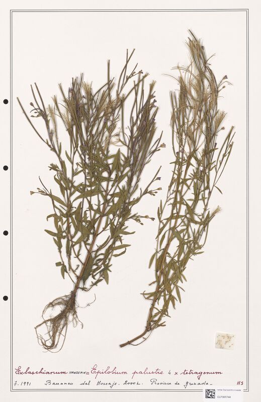 Epilobium x laschianum  (Onagraceae)