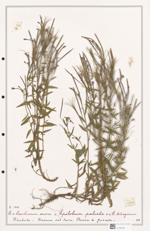 Epilobium x laschianum  (Onagraceae)