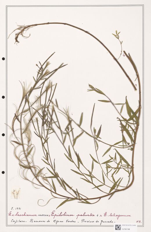 Epilobium x laschianum  (Onagraceae)