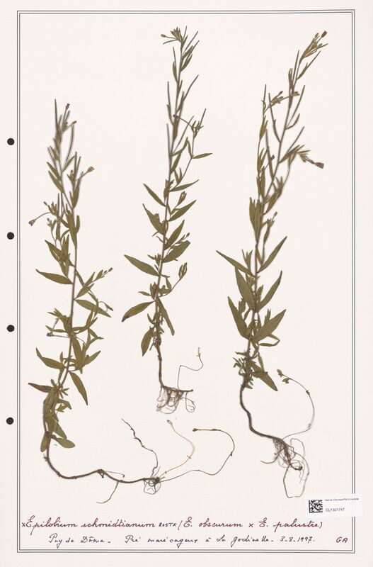 Epilobium schmidtianum  (Onagraceae)