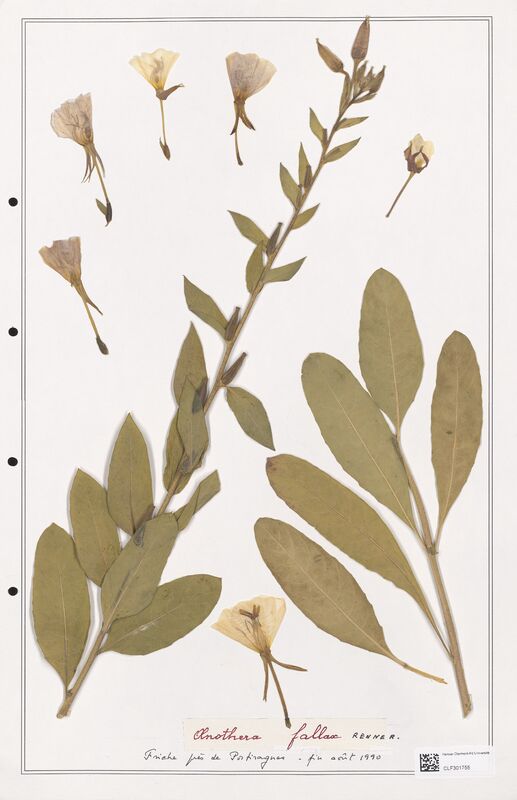 Oenothera fallax  (Onagraceae)