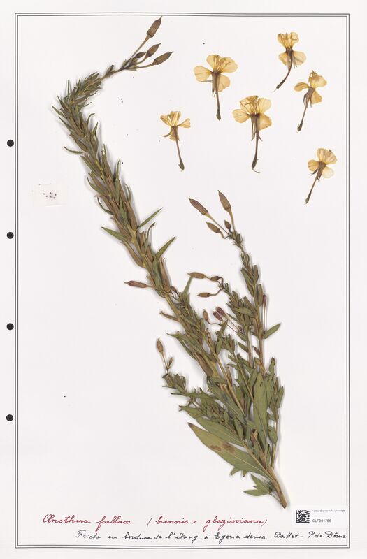 Oenothera fallax  (Onagraceae)