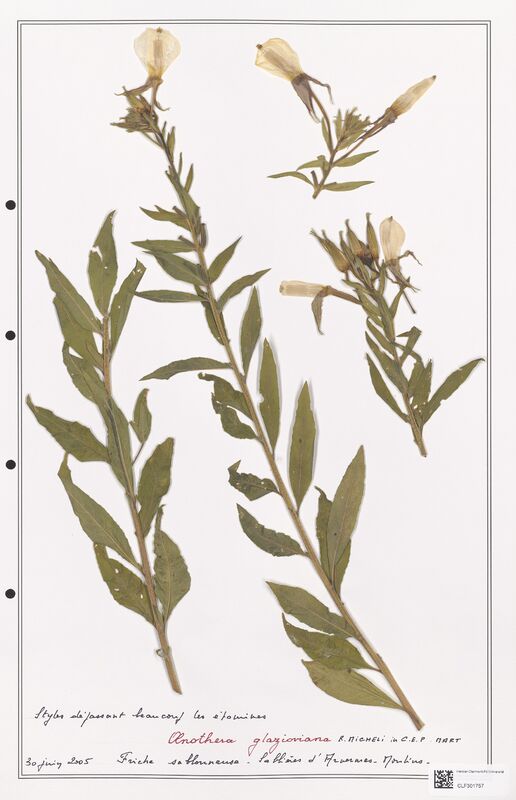 Oenothera glazioviana  (Onagraceae)