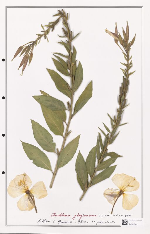 Oenothera glazioviana  (Onagraceae)