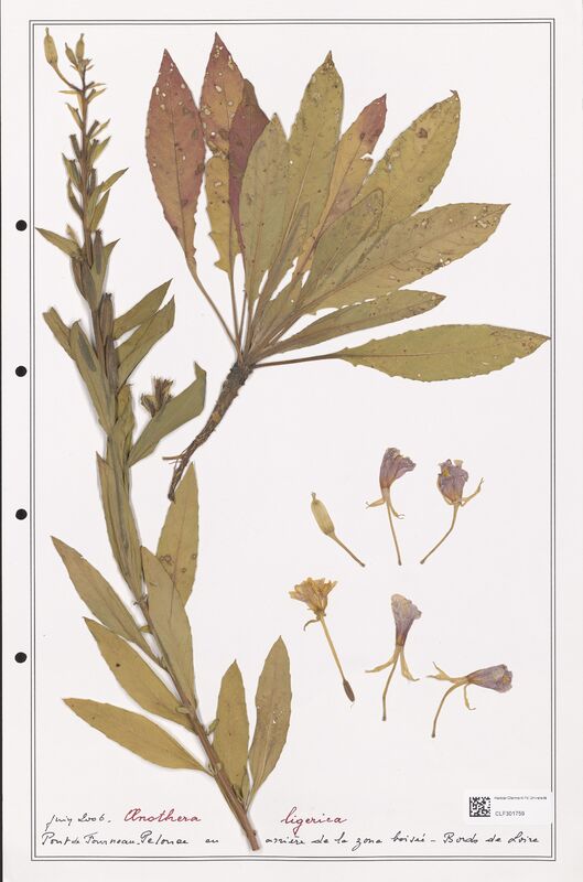 Oenothera ligerica  (Onagraceae)