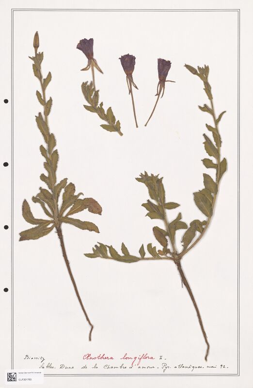 Oenothera longiflora  (Onagraceae)