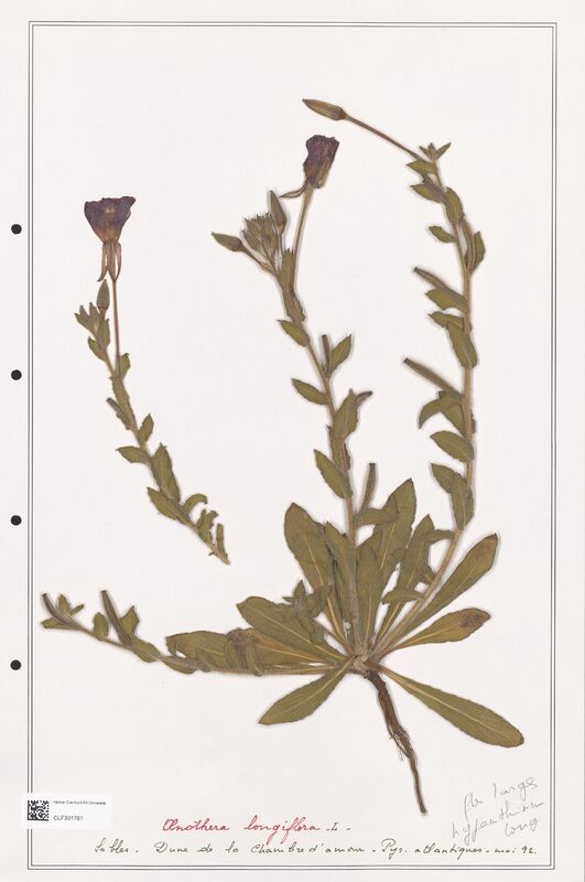 Oenothera longiflora  (Onagraceae)