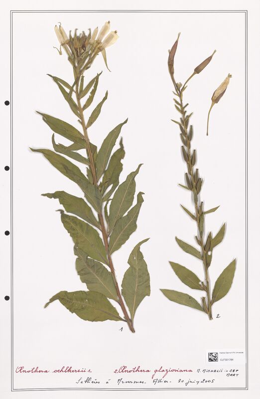 Oenothera oehlkersii  (Onagraceae)