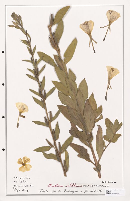 Oenothera oehlkersii  (Onagraceae)