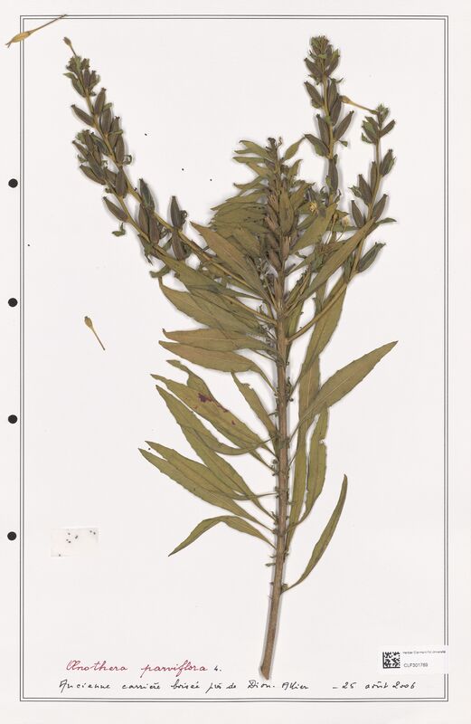 Oenothera parviflora  (Onagraceae)