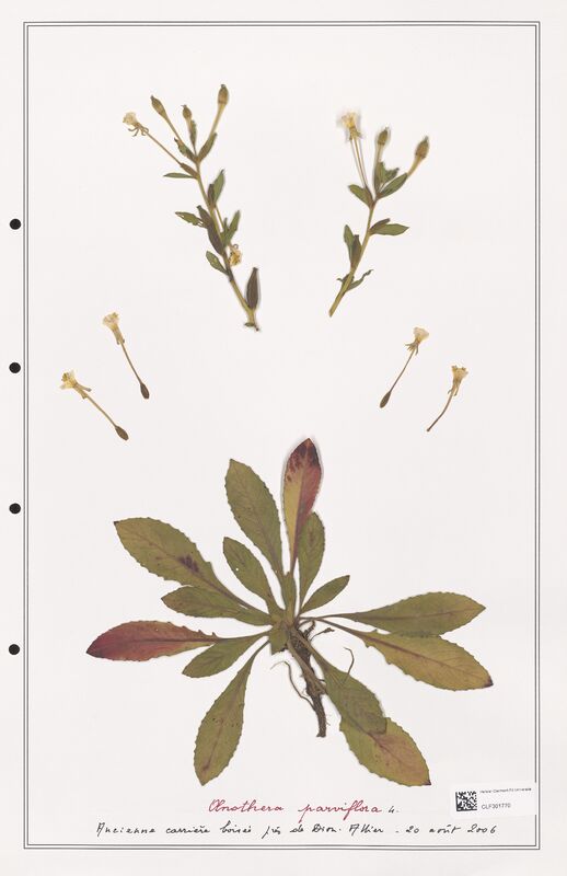 Oenothera parviflora  (Onagraceae)