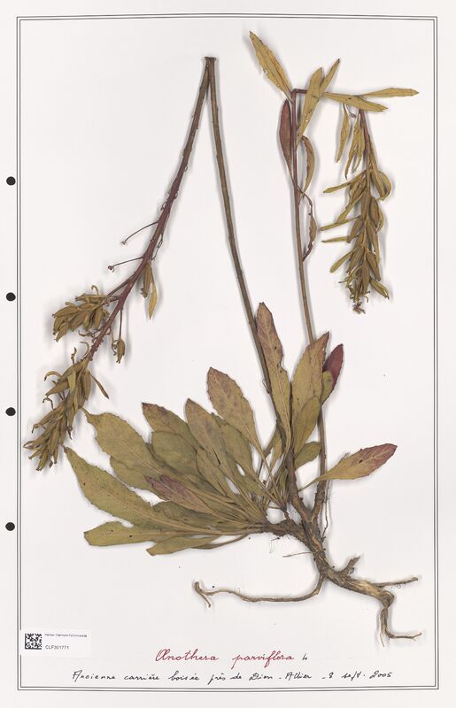 Oenothera parviflora  (Onagraceae)